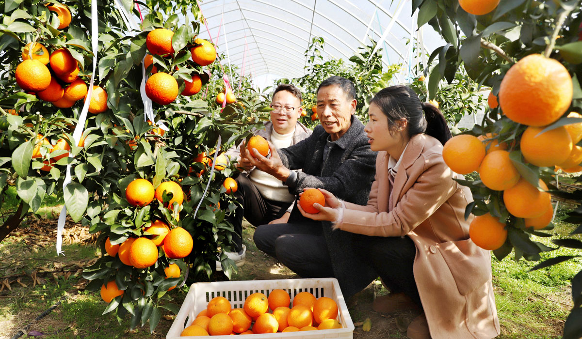 柑橘迎来丰收季 党员干部来助力